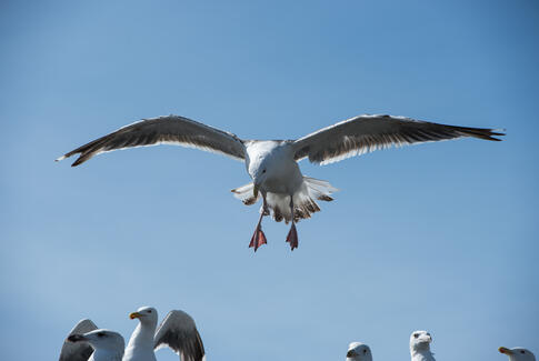 Søg tilladelse nu, hvis du vil af med mågerne på dit tag