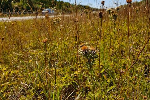 Vejdirektoratet fremmer biodiversiteten