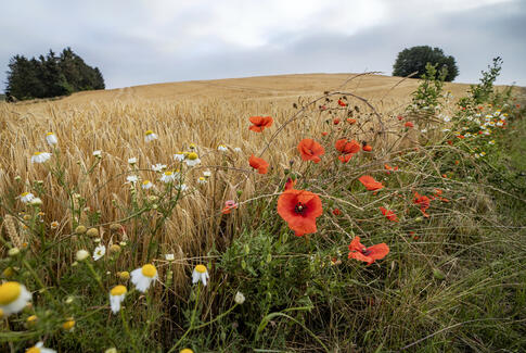 Stor opbakning til kommende klimaplan for Horsens Kommune