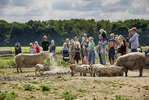 Mød glade øko-grise til Sofari