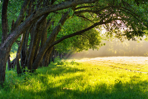 De Radikale i Horsens har en vision - og den er grøn.