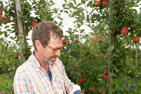 Danske æbler er i særklasse!