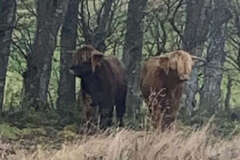 Fremlysning: 2 løse køer på Kongevej