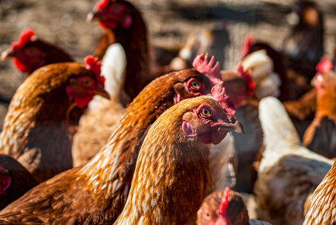 Fødevarestyrelsen advarer: Høj risiko for fugleinfluenza