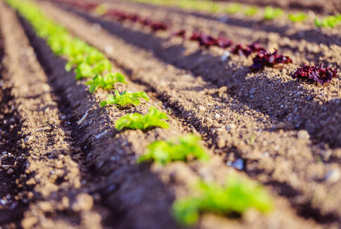 Yding Grønt kæmper for overlevelse