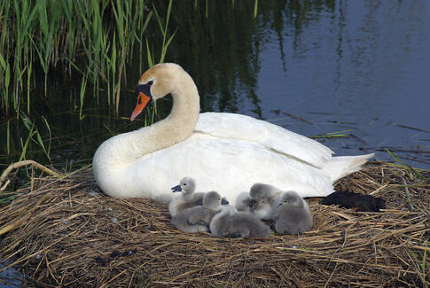 Orgelkoncerten er en hyldest til Gudenåen og dens natur
