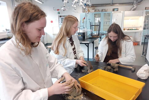 Giraffer og fossiler