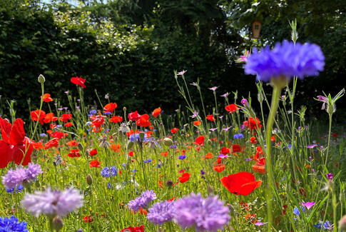 Haveejere slipper knap halvdelen af haven fri