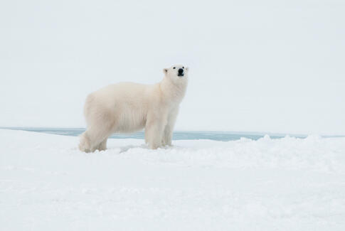 Foredrag om isbjørnenes land, Svalbard