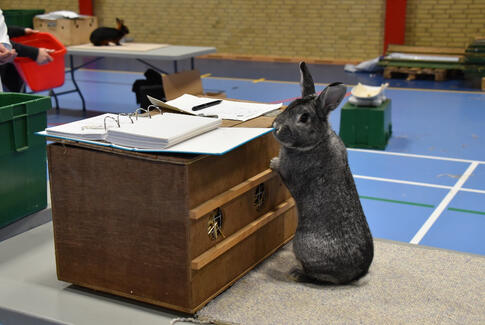 100-års jubilæumsudstilling for smådyr i Brædstrup