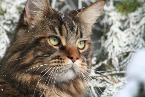 Kulden kan tage livet af din kat