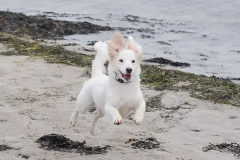 1. april skal hunden i snor på stranden