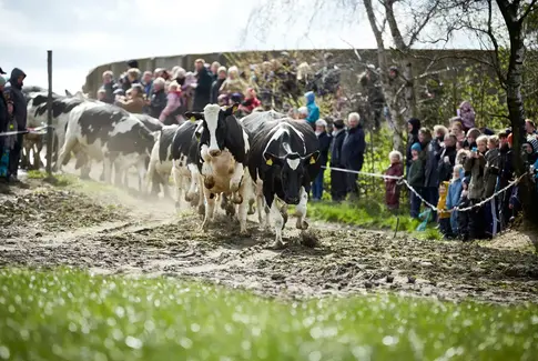 Køer på græs (Foto: Søren Gammelmark)