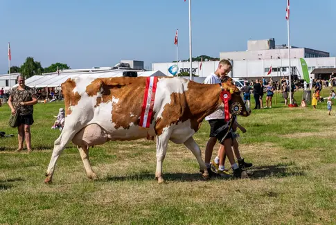 Vi kan slet ikke få armene ned!