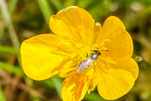 Fejr de vilde blomsters dag i Sneptrup Præstegård