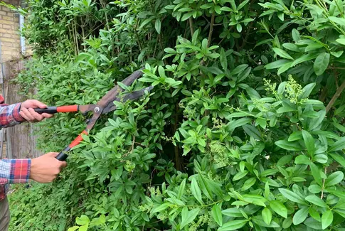 Klip ikke hækken før Sankt Hans