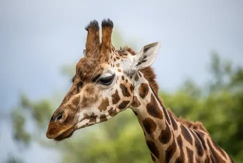 En dag med dyr, dråber og bæredygtighed i Givskud Zoo