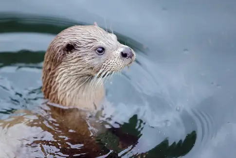 Højsæson for døde dyreunger