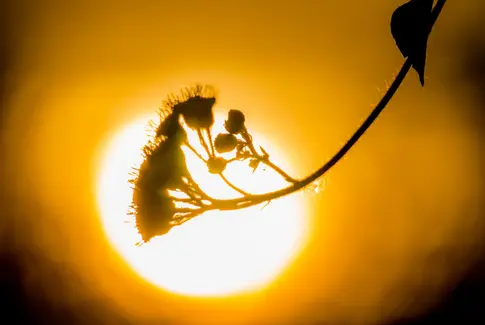 Aftensang i haven: En hyldest til fællesskabet på Gudenå Hospice