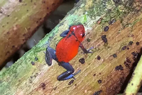 Costa Rica – hvordan man finder sig til rette