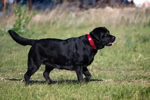 Dyrehospitaler slår alarm: Næsten hver anden hund i Danmark er nu overvægtig