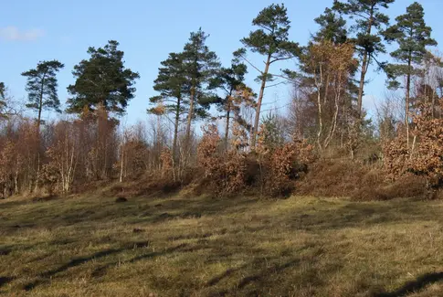 Tag med ÆldreSagen på opdagelse i Tinnet Krat