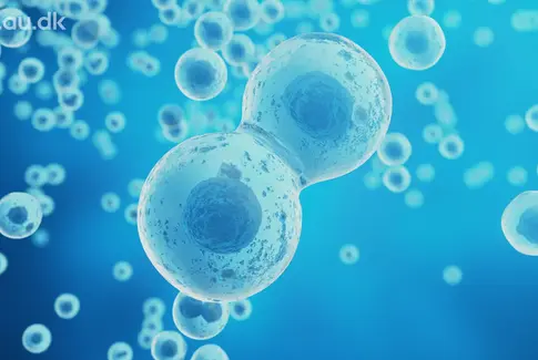 Livestream: Celler deler os