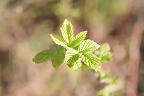 Tag med på ÆldreSagen Horsens Nords udflugt til Marselisborg Skov