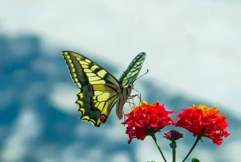 Sommerfugl foto af Ellen T Schmidt