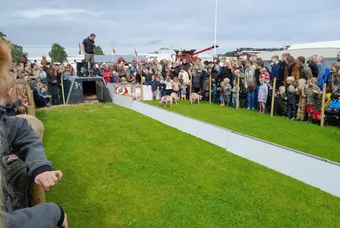 Grisevæddeløb ved Horsens Dyrskue