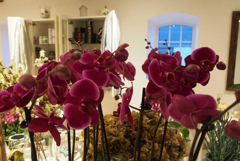 Blomstermusen er på benene igen