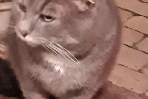 Vi har modtaget denne efterlysning på en kat og håber nogen kan hjælpe med at finde den.