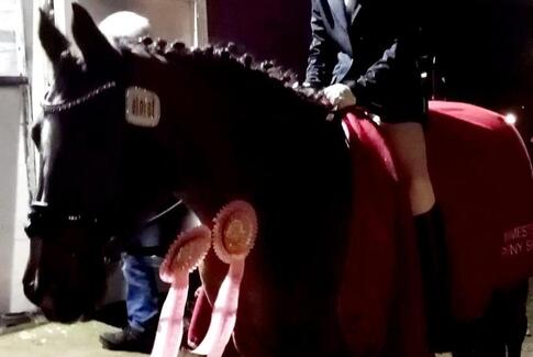 Knæk Cancer-stævne på Molger Ridecenter