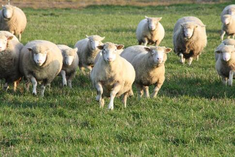 Fårets dag i Lundum
