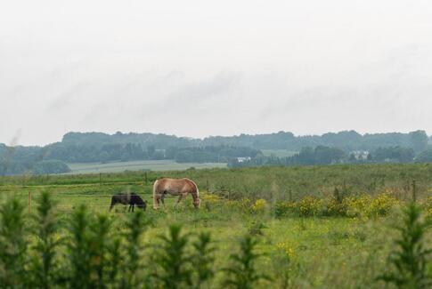 Dannebrog landede i Gudruns have