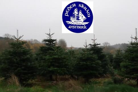 Spejderne sælger lokale juletræer i Østbirk