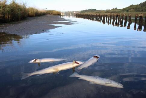 Fiskedød viser, at landbrugspakken var en kæmpe fejl