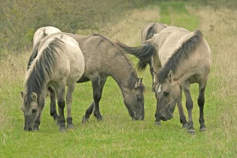 Horsens sætter vilde heste på græs