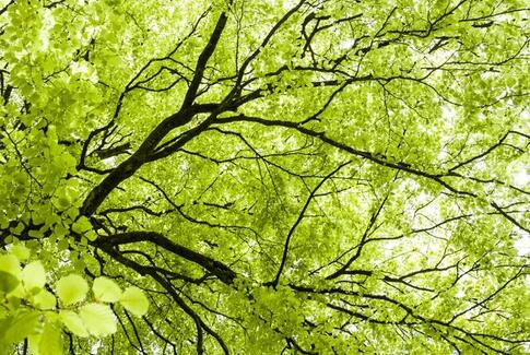 Skrig det til træerne!