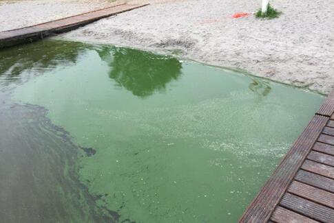Blågrønne alger: Badning i Ring Sø frarådes
