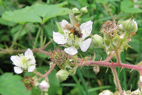 Sensommer i Hansted Skov