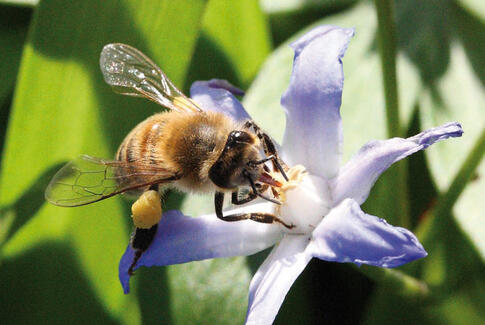 Blomsternes hemmeligheder - en verden af skønhed