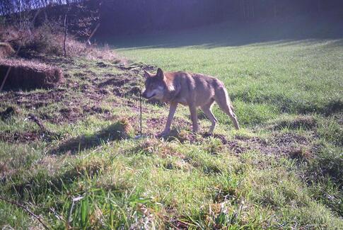 Hvorfra kom den nordjyske ulv?