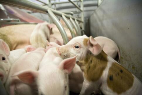I Danmark kastreres mere end 40.000 grise uden bedøvelse - hver dag