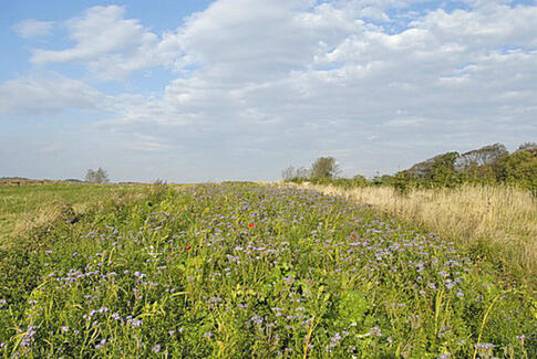 Langt flere landmænd lader markerne blomstre