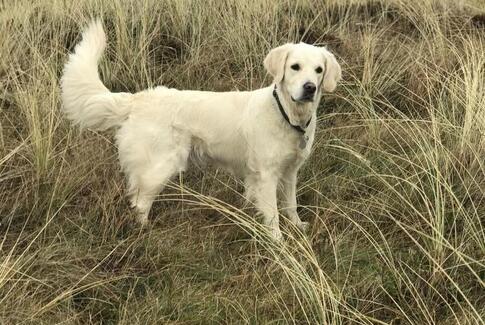 Skolehunden Daisy fra Østbirk er med i  kampen om  at  komme på nye frimærker