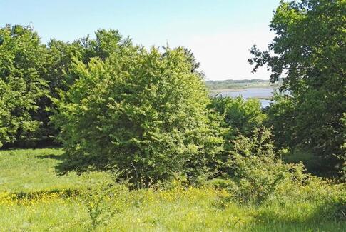 Kommunen i gang med motorsaven