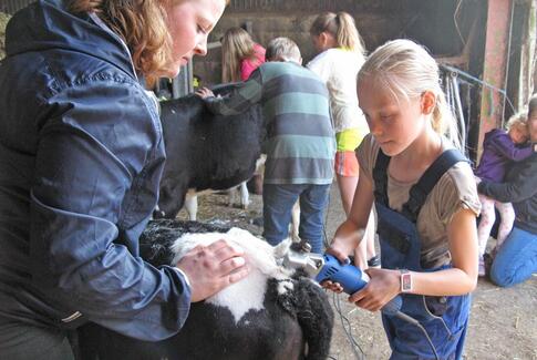 Børn og kalve klar til dyrskue