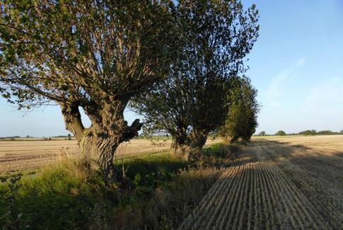 Enestående kulturarv forsvinder hastigt