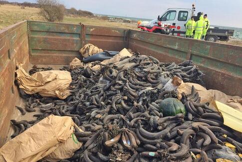 Endelaves kyster er nu renset for bananer og affald